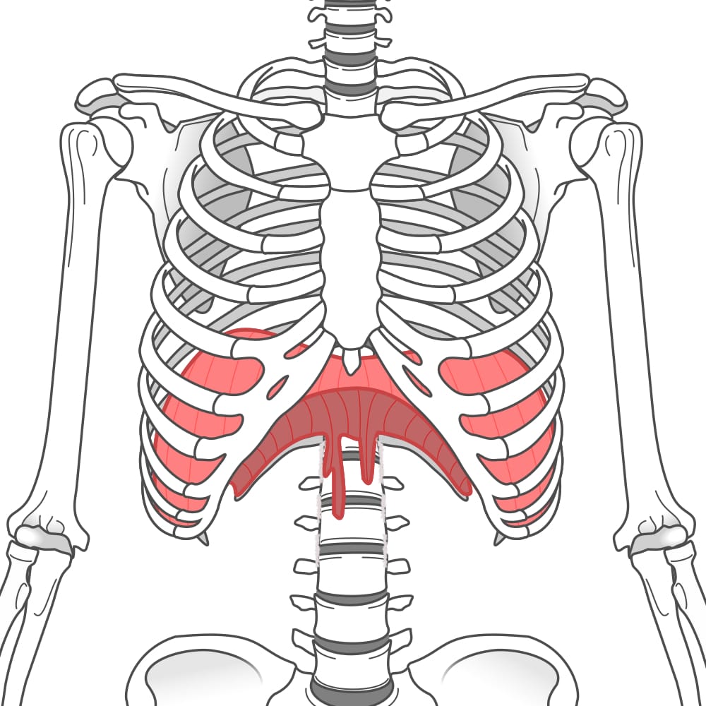 Side view diagram of diaphragm and lungs showing how the diaphragm contracts during breathing.
